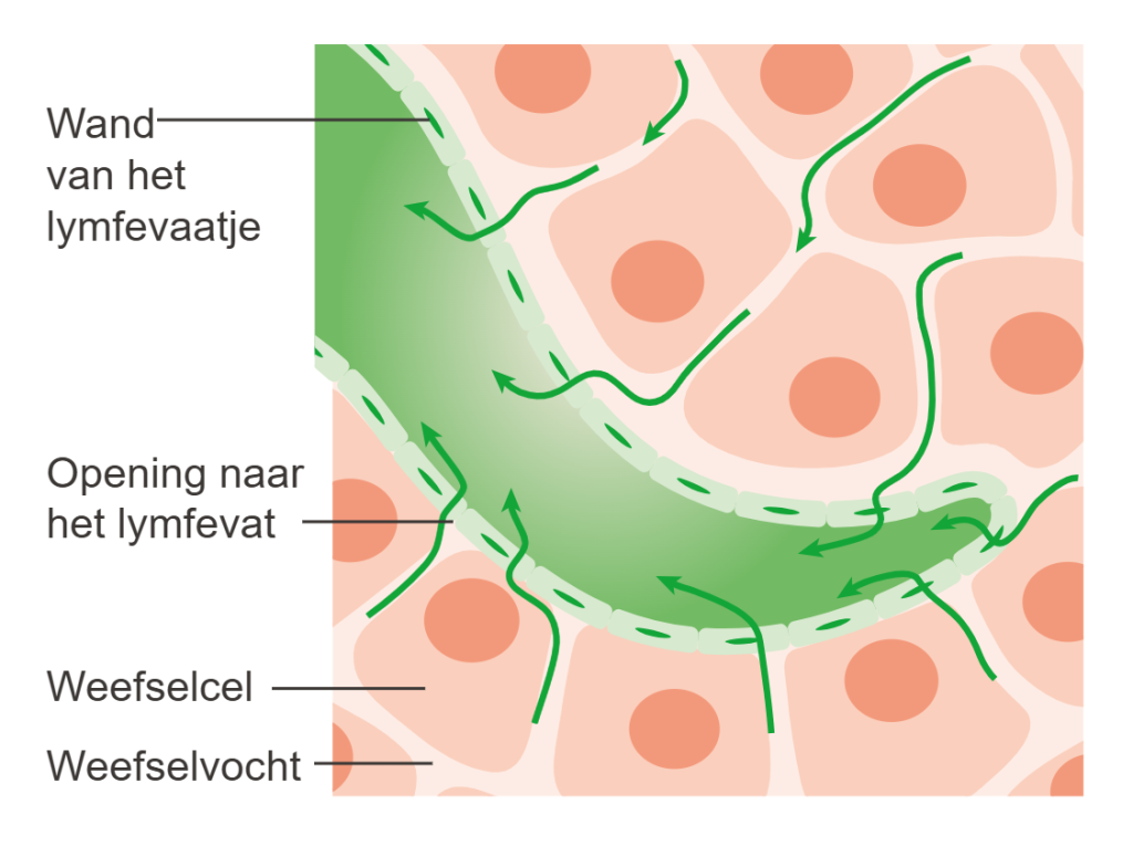 Schema oedeemtherapie Roosendaal: weefselvocht tussen de weefselcellen wordt opgenomen door een lymfevaatje